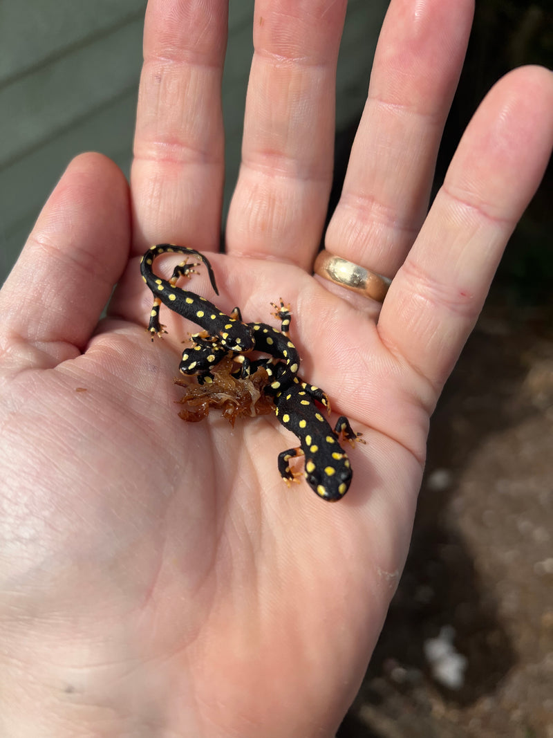 Turkish Yellow Spotted Newts (Neurergus crocatus)