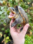 Vampire Musk Turtle Adult Female