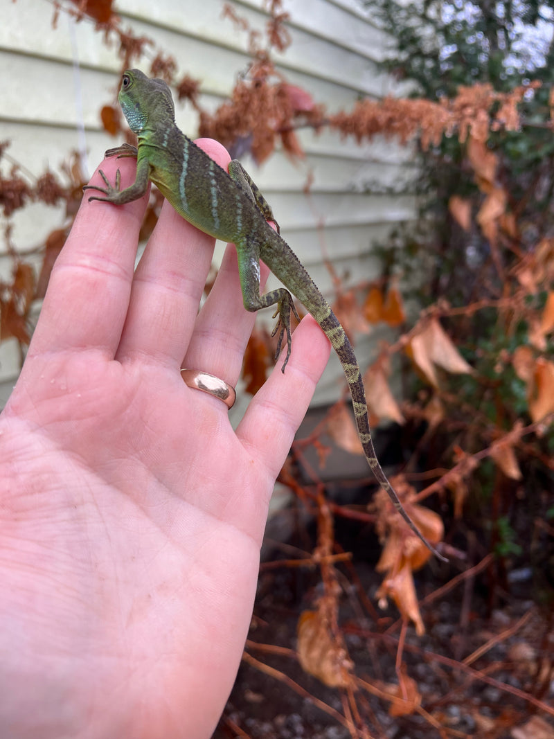 Water Dragon Baby (Physignathus cocincinus)