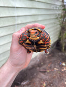 Brazilian Cherryhead Tortoise 2021