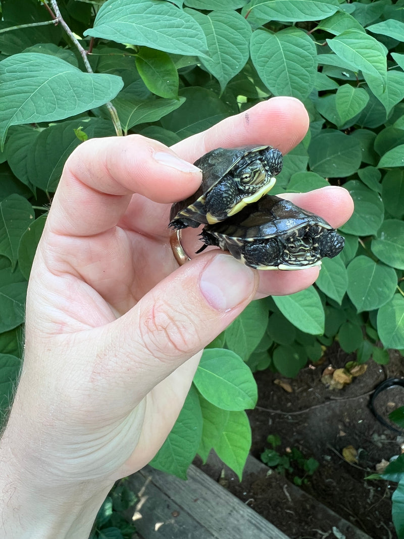 Vietnamese Pond Turtle Babies (Mauremys annamensis)