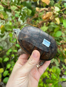 Vampire Musk Turtle Adult Female