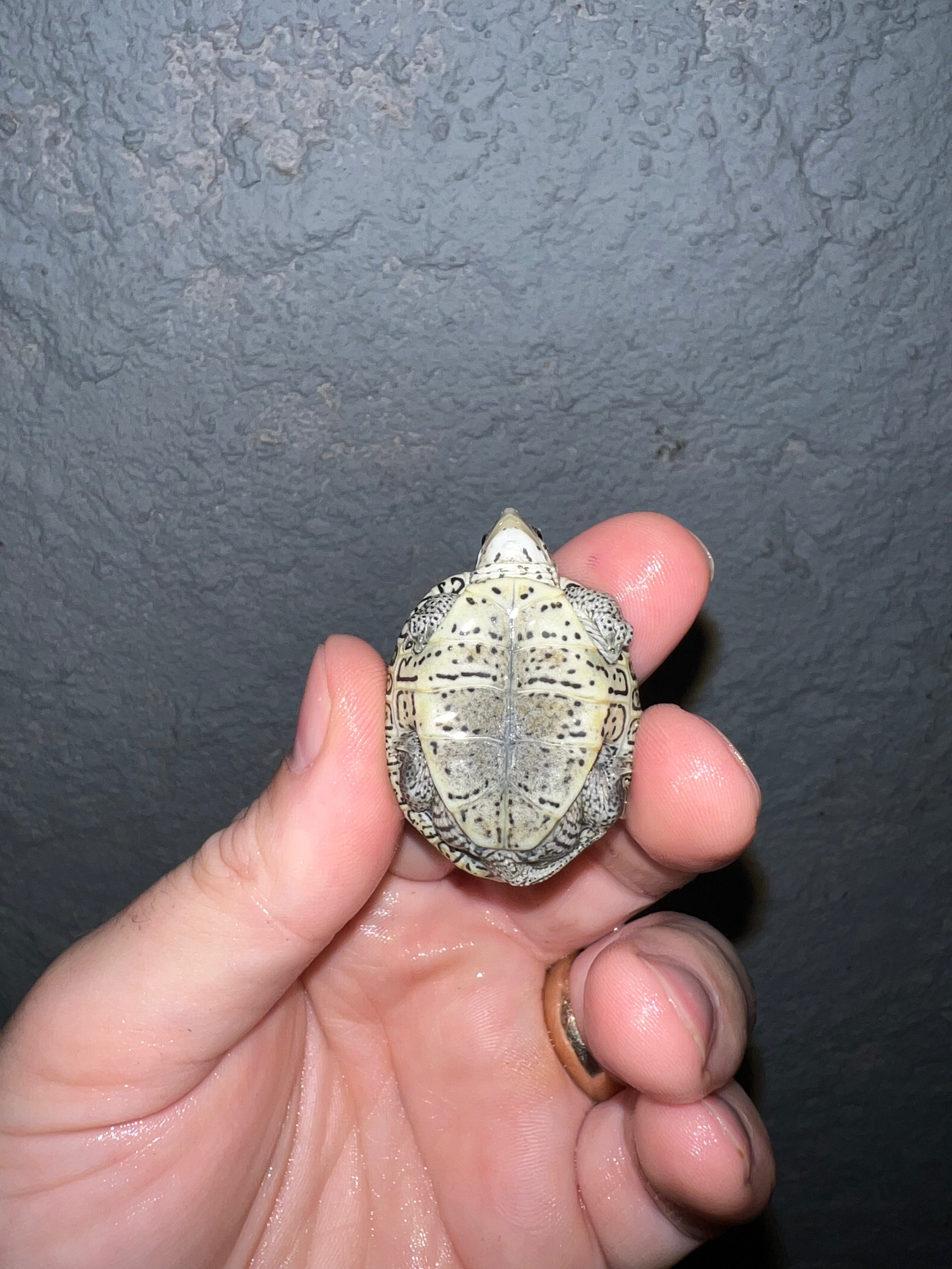 Concentric Diamondback Terrapin For Sale – BUBCS