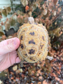 Forstens Tortoise 2020 Female 1 (Indotestudo forstenii)