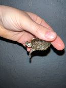 Concentric Diamondback Terrapin 2022 (Malaclemys terrapin)