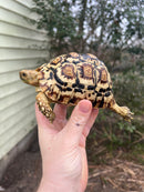 South African Giant  Leopard Tortoise Female 2021 (6 inch)(Stigmochelys p. pardalis)