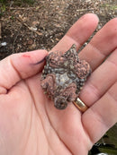 Hypomelanistic Pink Alligator Snapping Turtle Pig Tailed Macrochelys temminckii)