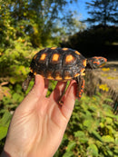 Brazilian Cherryhead Red Foot Tortoise 2020 (4-5 inch) Female ( Geochelone carbonaria)