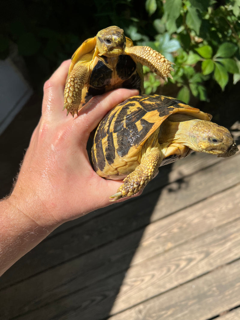 Western Hermann's Tortoise For Sale American Reptile Distributors
