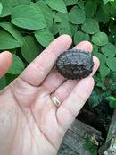 Vietnamese Pond Turtle Babies (Mauremys annamensis)