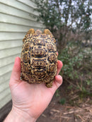 South African Giant  Leopard Tortoise Female