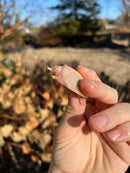 Albino Chinese Softshell Turtles  (Pelodiscus sinensis)
