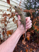 Mountain Horned Lizards (Acanthosaura capra)