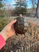 Burmese Brown Mountain Tortoise Female 1 ( Manouria emys emys)