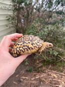 South African Giant  Leopard Tortoise Female