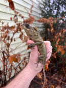 Mountain Horned Lizards (Acanthosaura capra)