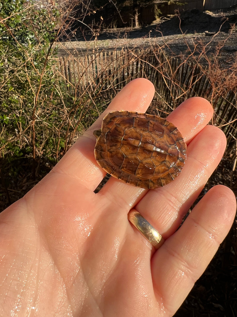 McCord's Box Turtle Baby (Cuora mccordi)