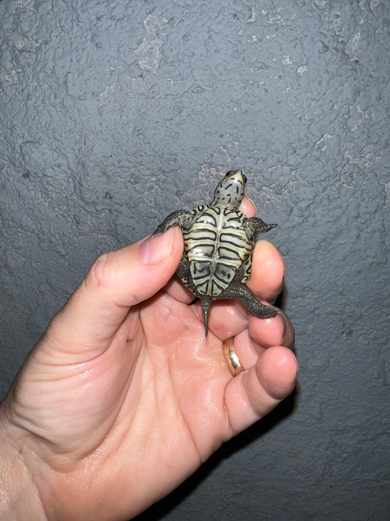 Concentric Diamondback Terrapin 2022 (Malaclemys terrapin)