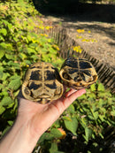 Tunisian Greek Tortoise Adult Pair  (Testudi gracea nabeulensis)