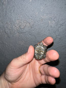 Concentric Diamondback Terrapin 2022 (Malaclemys terrapin)