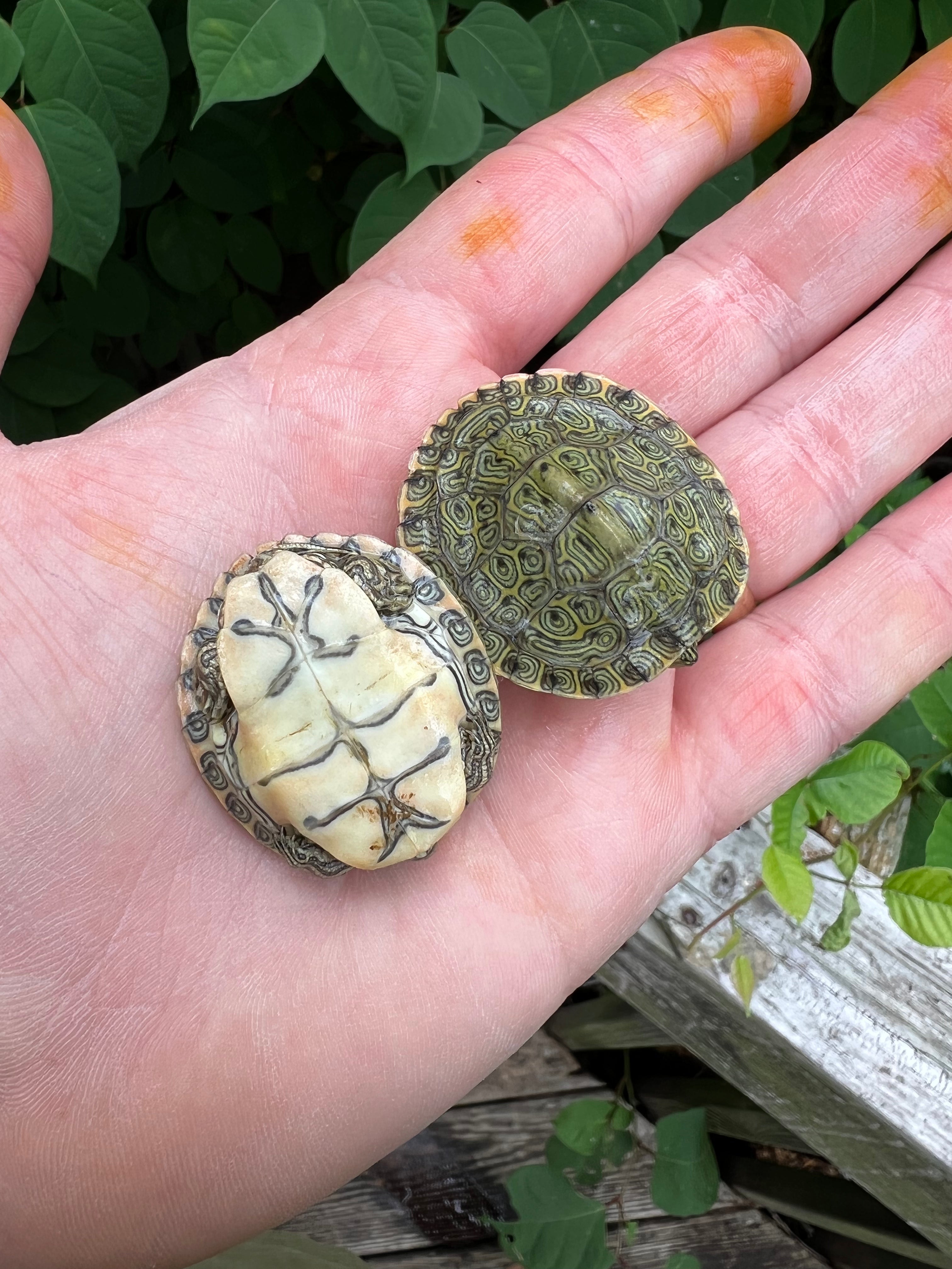 Rio Grande River Cooter $29.99 ea | FaunaClassifieds