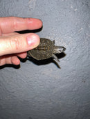 Concentric Diamondback Terrapin 2022 (Malaclemys terrapin)