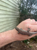 Jeweled Lacerta (Timon lepidus)
