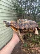 Homes Hinge-back Tortoise Adult Pair 4 (Kinixys homeana)