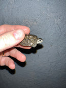 Concentric Diamondback Terrapin 2022 (Malaclemys terrapin)
