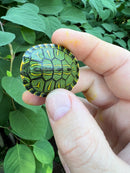 D'Orbigny's Slider Baby (Trachemys dorbigni)