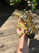 Western Hermann's Tortoise Adult Pair (Testudo hermanni hermanni)