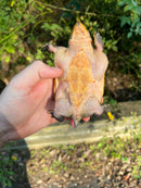 Vampire Musk Turtle Adults (Claudius angustatus)