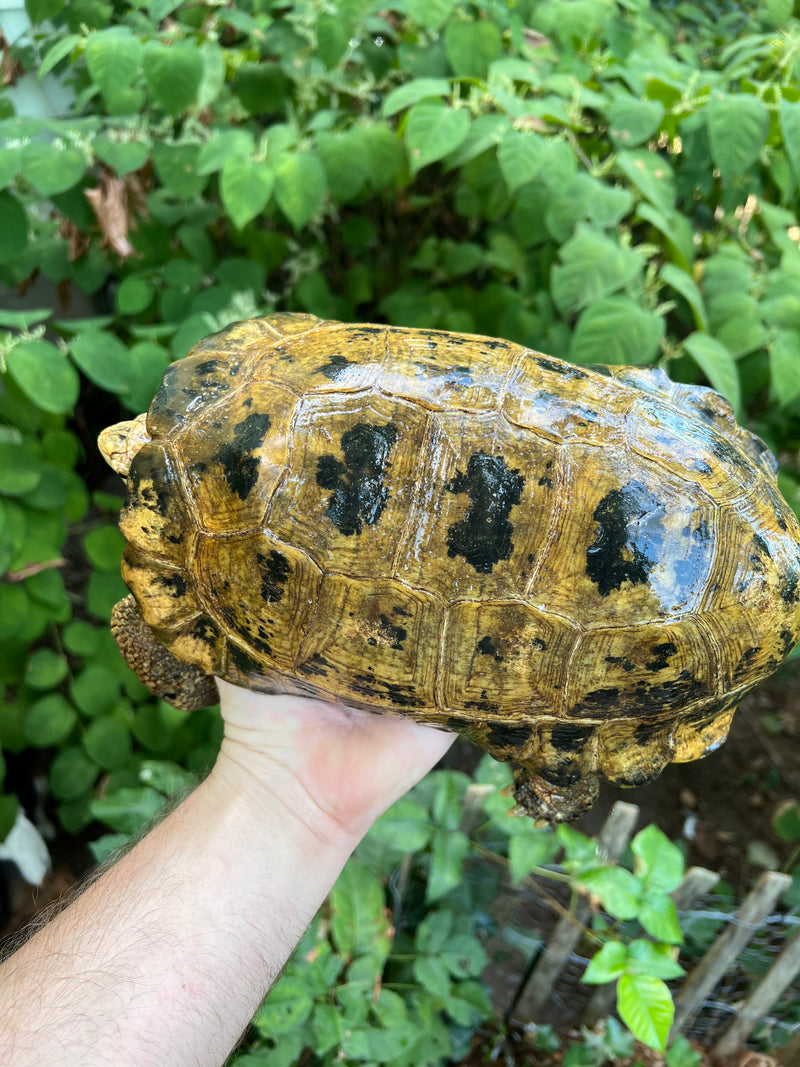 Forstens Tortoise Adult  Male 5 (Indotestudo forstenii)