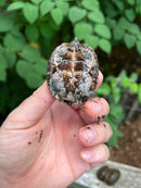 Razor backed Musk Turtle Sub-Adults (Sternotherus carinatus)