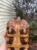 Homes Hinge-back Tortoise Adult Pair 1 (Kinixys homeana)