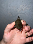 Concentric Diamondback Terrapin 2022 (Malaclemys terrapin)