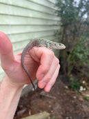 Jeweled Lacerta (Timon lepidus)