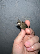 Concentric Diamondback Terrapin 2022 (Malaclemys terrapin)