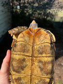 Homes Hinge-back Tortoise Adult Pair 5 (Kinixys homeana)