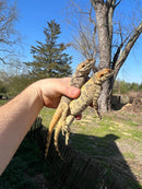 Painted Agama Adult Pair  (Laudakia stellio brachydactyla)