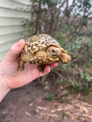 South African Giant  Leopard Tortoise Female