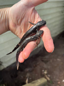 Italian crested newt (Triturus carnifex)