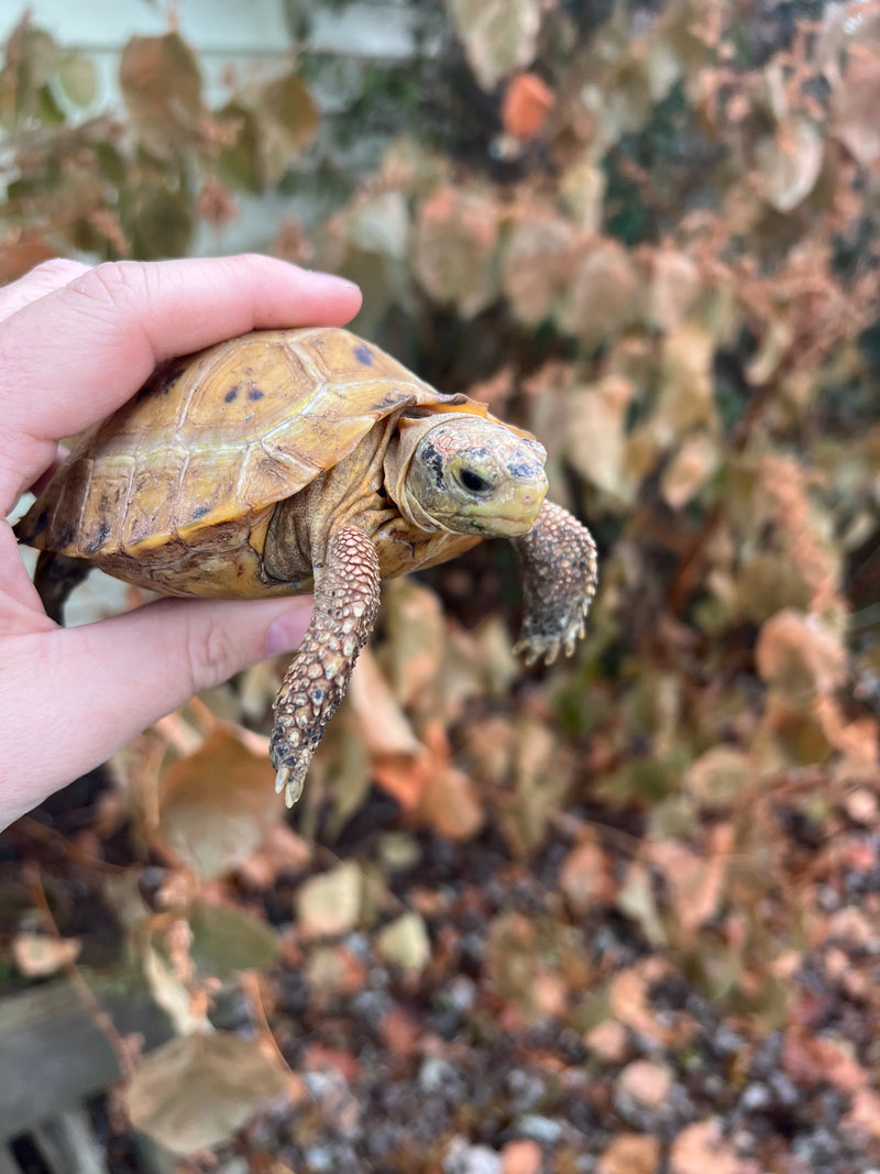 Forstens Tortoise 2020 Female 1 (Indotestudo forstenii)