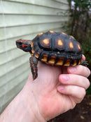 Brazilian Cherryhead Tortoise 2021