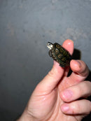 Concentric Diamondback Terrapin 2022 (Malaclemys terrapin)