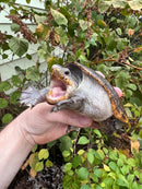 Vampire Musk Turtle Adult Male