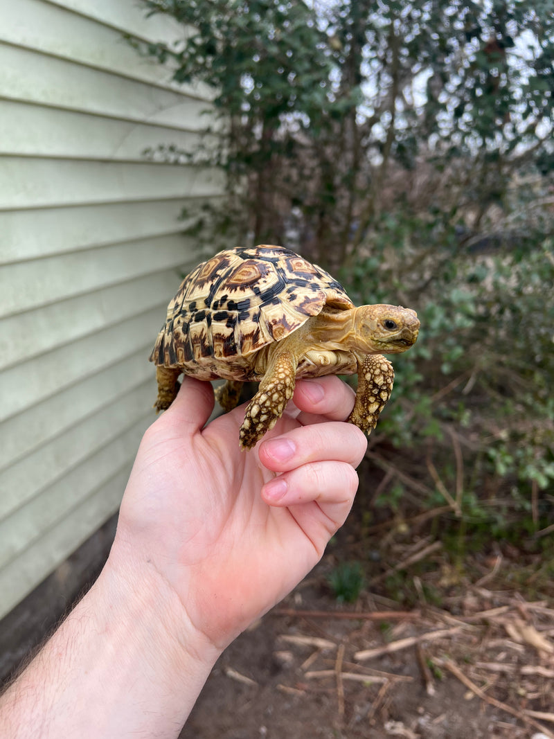 South African Giant  Leopard Tortoise Female 2021 (6 inch)(Stigmochelys p. pardalis)