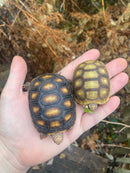 Hypo Red Foot Tortoise Baby  (Chelonoidis carbonaria)