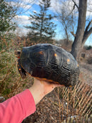 Red Foot Tortoise  Adult Female 2 (Chelonoidis carbonaria)
