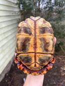 Homes Hinge-back Tortoise Adult Pair 2 (Kinixys homeana)
